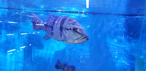 Aquarium «Skoolz of Fish», reviews and photos, 1503 Chamberlayne Ave, Richmond, VA 23222, USA