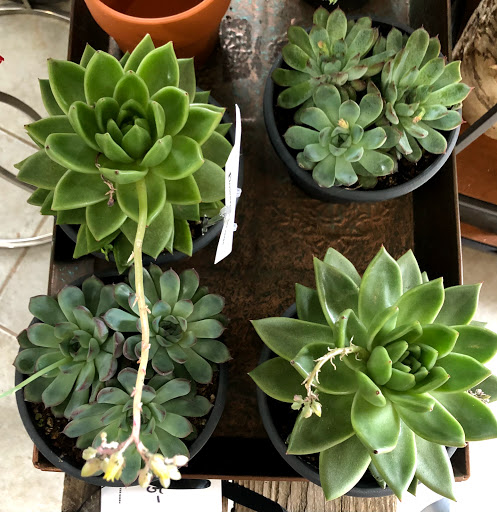 Florist «Flowers On the Green», reviews and photos, 959 Boston Post Rd, Guilford, CT 06437, USA