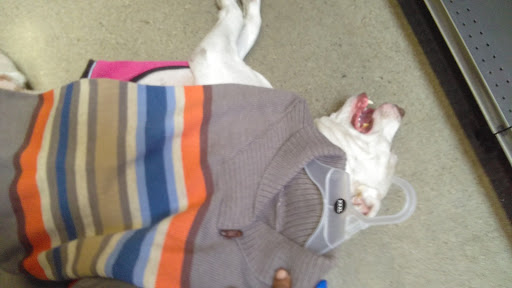 Pet Supply Store «Unleashed by Petco», reviews and photos, 308 Washington St, San Diego, CA 92103, USA