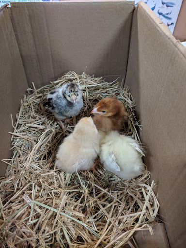 Pet Supply Store «Bradshaw Feed & Pet Supply», reviews and photos, 7285 Bradshaw Rd, Sacramento, CA 95829, USA