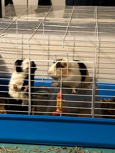 Pet Supply Store «Petco Animal Supplies», reviews and photos, 801 W Lake Ave, Peoria, IL 61614, USA