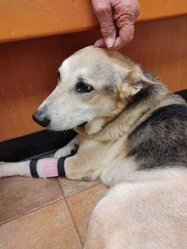 Pet Supply Store «PetSmart», reviews and photos, 916 Loganville Hwy, Bethlehem, GA 30620, USA