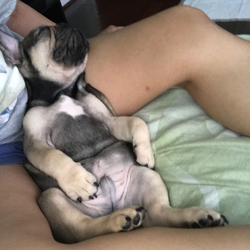 Pet Store «Puppy Boutique Store», reviews and photos, 4001 N Federal Hwy, Fort Lauderdale, FL 33308, USA