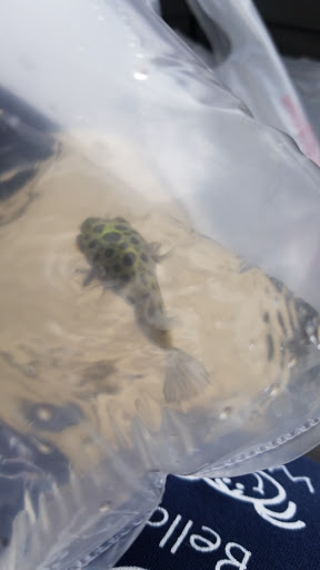 Pet Store «Little Critters», reviews and photos, 2712 Pennsylvania Ave, Weirton, WV 26062, USA