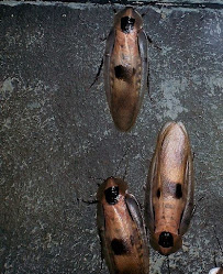 Jersey City Exterminators - Photo 3 - Car repair in , Jersey City