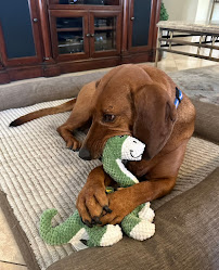 Canine Creek - Photo 9 - Car repair in Chandler, AZ, Mesa