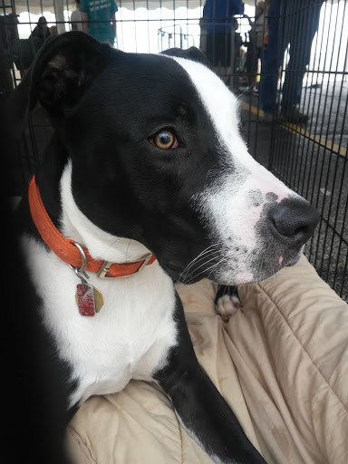 Pet Supply Store «Petco Animal Supplies», reviews and photos, 364 Randall Rd, South Elgin, IL 60177, USA