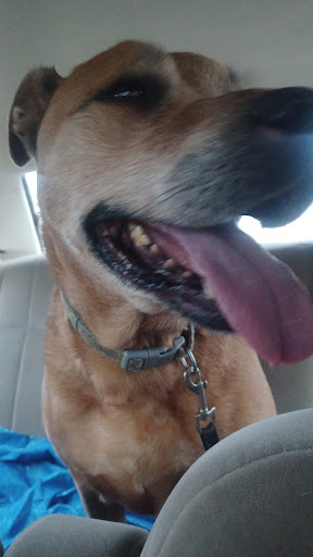 Four Town Veterinary Hospital image