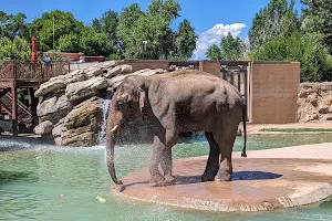 Denver Zoo image