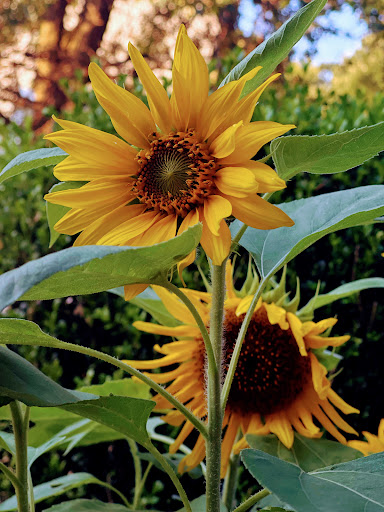 Drug Store «Walgreens», reviews and photos, 649 W Main St, Waterbury, CT 06702, USA