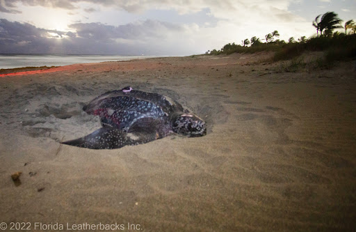 Electrical Supply Store «Turtle & Hughes Inc», reviews and photos, 188 Foothill Rd, Bridgewater, NJ 08807, USA