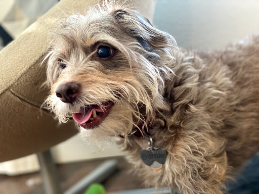 Bogue Becke a DVM image