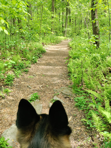 Nature Preserve «Sadsbury Woods Preserve», reviews and photos, Ramblewood Dr & Northwood Dr, Coatesville, PA 19320, USA