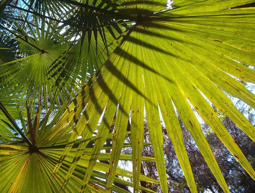 Park «Greynolds Park», reviews and photos, 17530 W Dixie Hwy, North Miami Beach, FL 33160, USA