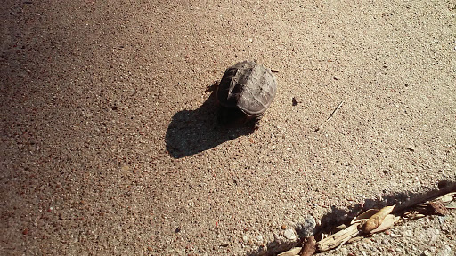 Park «Lake Cliff Park», reviews and photos, 300 E Colorado Blvd, Dallas, TX 75201, USA