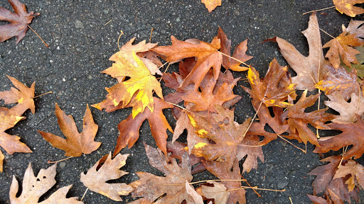 Park «Ravenna Park», reviews and photos, 5520 Ravenna Ave NE, Seattle, WA 98105, USA