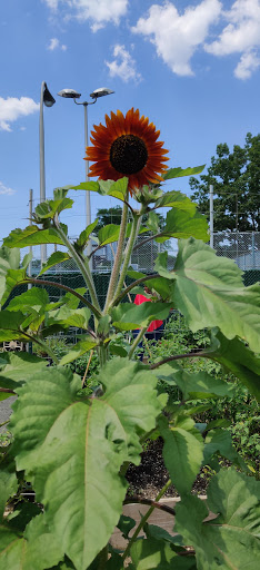 Park «Centennial Park», reviews and photos, 1 E Centennial Ave, Roosevelt, NY 11575, USA