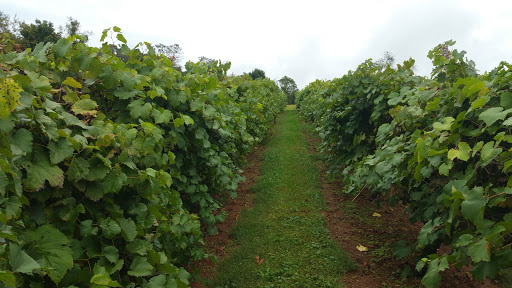 Winery «Basignani Winery», reviews and photos, 15722 Falls Rd, Sparks Glencoe, MD 21152, USA