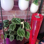 Photo n°1 de l'avis de Laura.i fait le 25/02/2024 à 08:08 sur le  Frugale Roma Food Garden à Rome