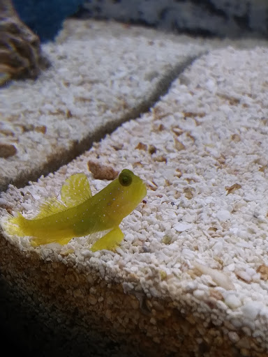 Pet Supply Store «Pet Supplies Plus», reviews and photos, 738 U.S. 9, Fishkill, NY 12524, USA