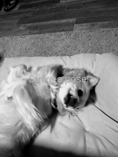 Pet Supply Store «PetSmart», reviews and photos, 4400 Fort Jackson Blvd #300, Columbia, SC 29209, USA