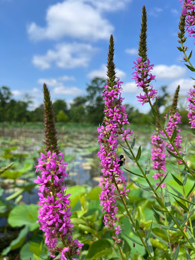 National Park «Kenilworth Park», reviews and photos, 1505 Ancostia Ave NE, Washington, DC 20019, USA
