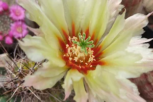 PuebloCactus, Jardín Botánico de Cactus image