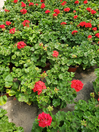 Florist «Parkview Gardens Florist & Greenhouse», reviews and photos, 1925 W Randolph St, St Charles, MO 63301, USA