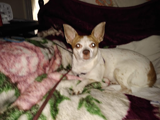 Pet Supply Store «Pet Supply Center», reviews and photos, 3558 Webber St, Sarasota, FL 34239, USA