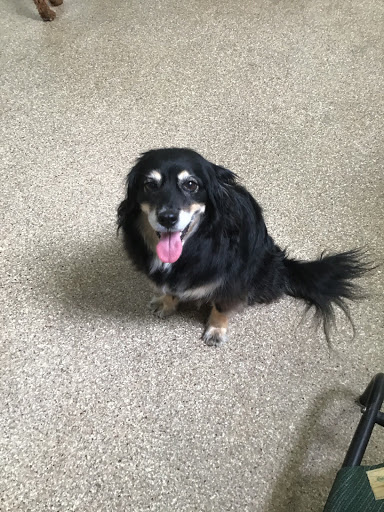 Kennel «K9 Loft», reviews and photos, 495 S Arroyo Pkwy, Pasadena, CA 91105, USA