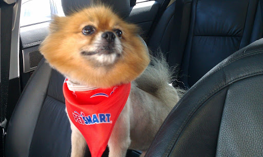 Pet Supply Store «PetSmart», reviews and photos, 534 US-441, Lady Lake, FL 32159, USA