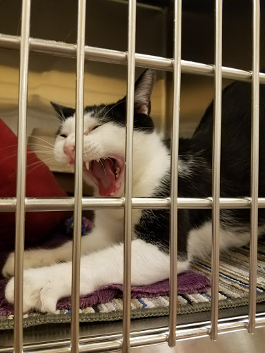 Pet Supply Store «PetSmart», reviews and photos, 101 Pavilion Pkwy, Fayetteville, GA 30214, USA