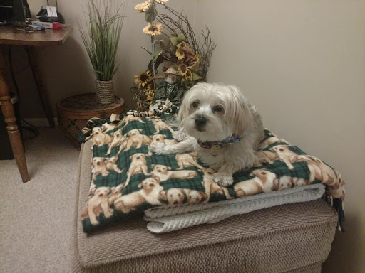 Pet Supply Store «PetSmart», reviews and photos, 1521 Golden Gate Plaza, Mayfield Heights, OH 44124, USA