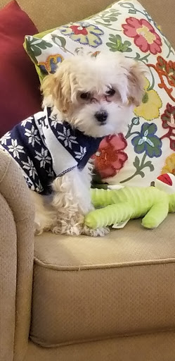 Pet Store «AA Ridgewood Kennels II, LLC», reviews and photos, 11 E Tolna Rd, Shrewsbury, PA 17361, USA