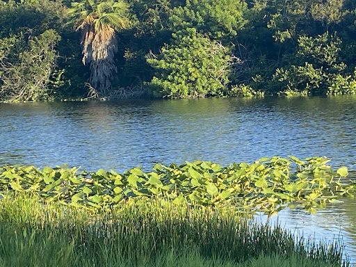 Nature Preserve «Snake Warrior Island Natural Area», reviews and photos, 3600 SW 62nd Ave, Miramar, FL 33023, USA