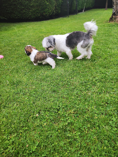 Clínica Veterinaria Vicalvet Sarón en Sarón