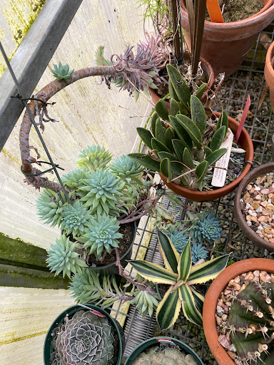 Florist «Floradise Orchids», reviews and photos, 19154 James Madison Hwy, Gordonsville, VA 22942, USA