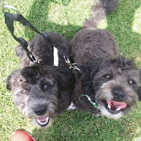 The K9 Professionals - Photo 7 - Car repair in Boise, ID, Boise