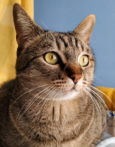 Clínica Veterinaria Gonzalo Aja en Santander