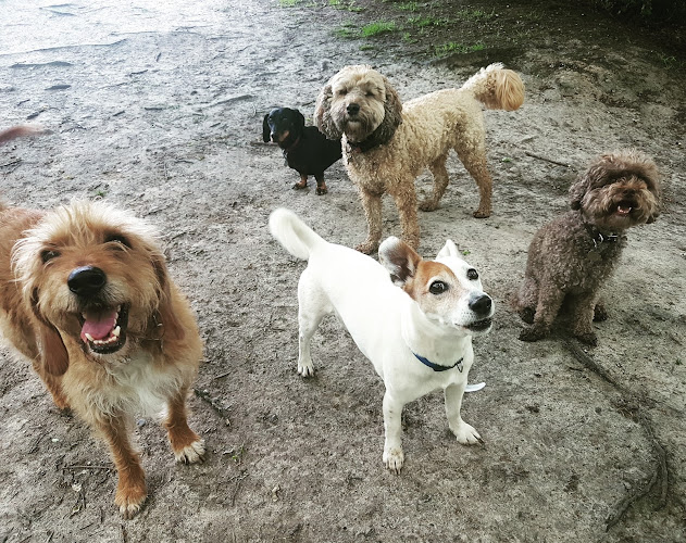 Reviews of DIAMOND DOGS LONDON in London - Dog trainer