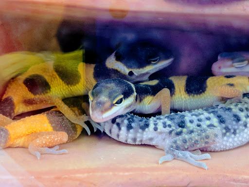 Pet Supply Store «Petco Animal Supplies», reviews and photos, 3975 Cascades Blvd #30, Kent, OH 44240, USA