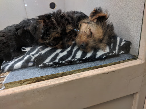 Pet Store «Fish Bowl», reviews and photos, 2117 E Race Ave, Searcy, AR 72143, USA