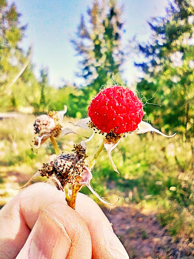 Nature Preserve «Beaverton Creek Wetlands Natural Area», reviews and photos, SW 153rd Dr, Beaverton, OR 97006, USA