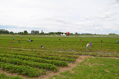 Libre Cueillette Fraises Nordhouse - Au Jardin des Fraises à Nordhouse