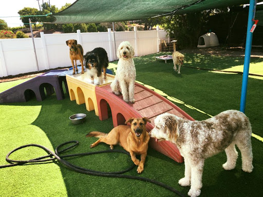 Dog day care center Thousand Oaks
