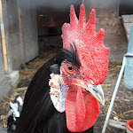 Photo n° 14 de l'avis de AS77. fait le 13/06/2018 à 07:27 pour Centre équestre à Charny-Orée-de-Puisaye