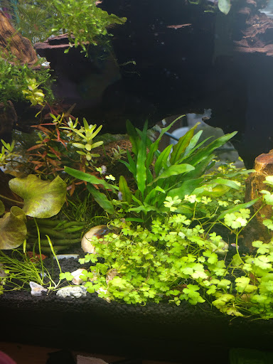 Tropical Fish Store «Aquarium Co-Op», reviews and photos, 9661 Firdale Ave, Edmonds, WA 98020, USA