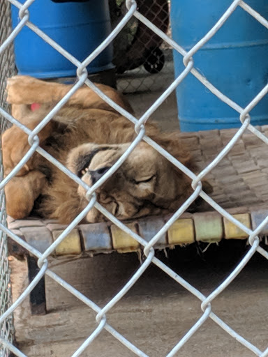 Wildlife Rescue Service «In-Sync Exotics», reviews and photos, 3430 Skyview Dr, Wylie, TX 75098, USA