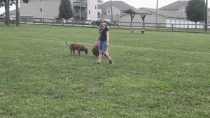 Scout Dog Park - photo 67