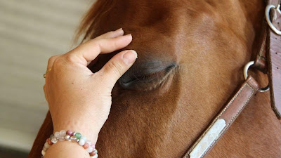 Opti'Mum Centre De Bien Etre Equin à Le Bas-Ségala
